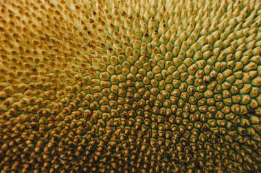 Kaba yeşil doku, genç kaya meyvesine yakın, tropikal meyve