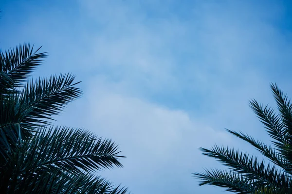 Folhas de palmeira verde areca catechu no céu azul — Fotografia de Stock