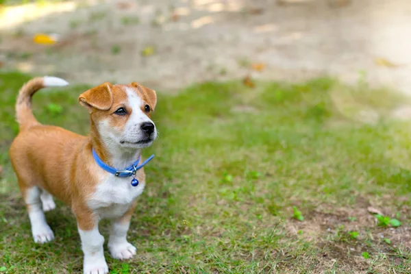 Bir kahverengi ve beyaz köpekle greengrass Tarih alanı metin ve içerik seçici odak için sağ tarafta.