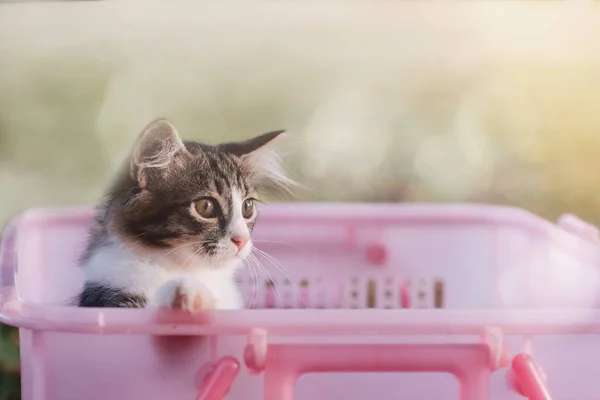 Chat Dans Panier Focus Sélectif — Photo