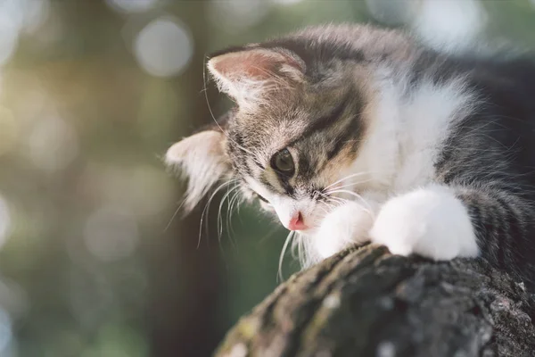 Κλείνω Ένα Πρόσωπο Γάτα Στο Δέντρο — Φωτογραφία Αρχείου