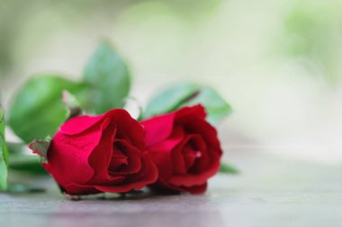 kopya alanı ile kırmızı gül