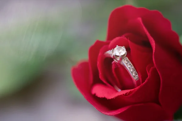 Rosa Vermelha Com Espaço Cópia — Fotografia de Stock