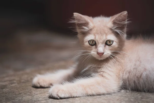 Portrait Petit Chaton — Photo