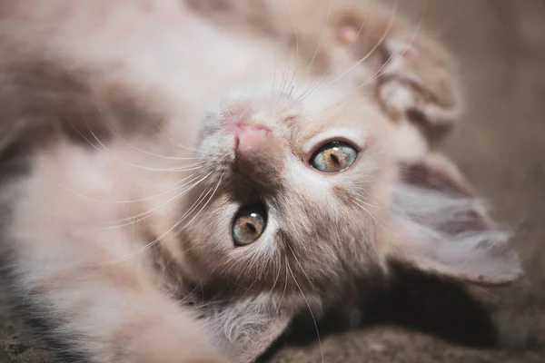Close up kitten face. — Stock Photo, Image