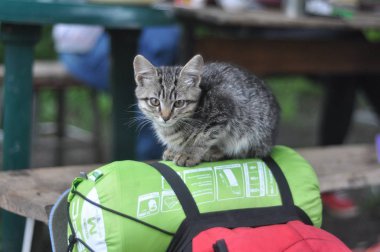 bir turist sırt çantası üzerinde kedi