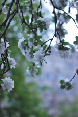 Şehirde bahar çiçekleri var.