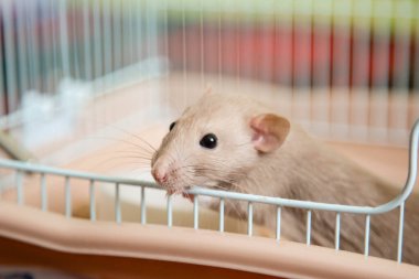 Evcil fare, beyaz, açık kafesten dışarı eğildi ve baktı.