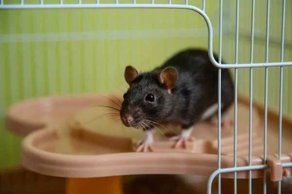 A black, domestic rat of black color has stuck out of an open cage and looks.