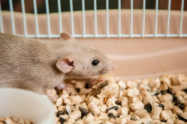 Huisdier Rat Dombo Wit Zit Een Open Kooi — Stockfoto