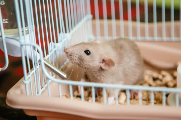 The domestic rat dumbo, white, is sitting in an open cage.