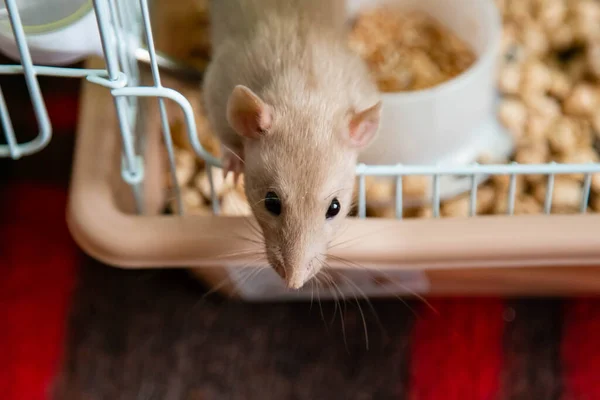 Den Inhemska Råttdumbom Vit Har Lutat Sig Den Öppna Buren — Stockfoto