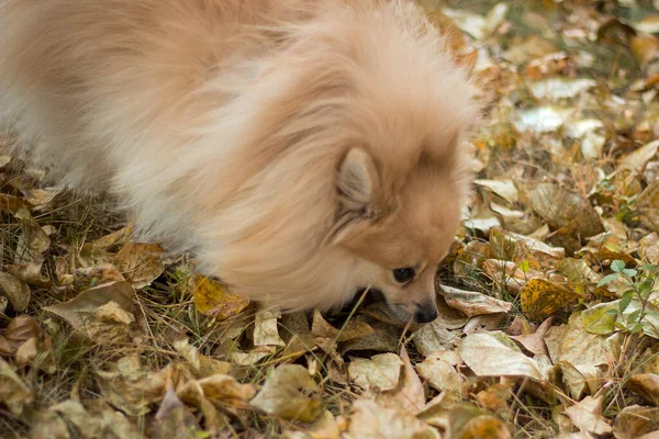 Perro Raza Spitz Camina Otoño Través Del Parque Follaje Amarillo — Foto de Stock