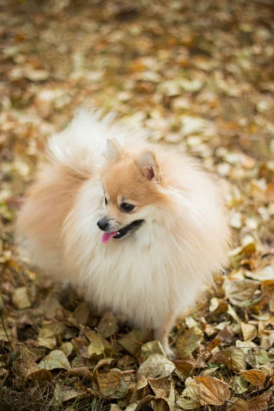 Dog Spitz Breed Walks Autumn Park Fallen Yellow Foliage Leash — Stock Photo, Image