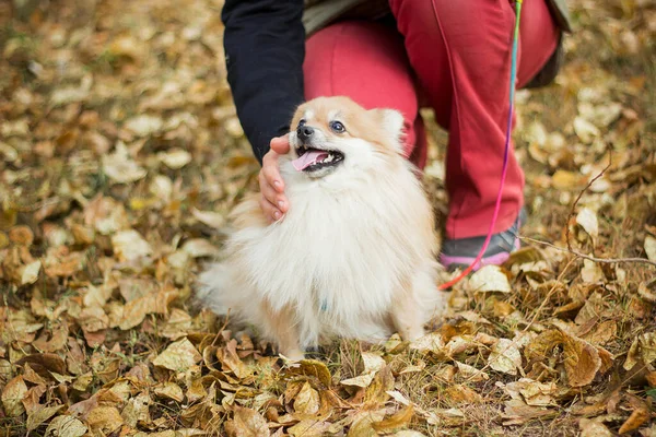 Mujer Acariciando Perro Raza Spitz Camine Por Parque Otoño Follaje — Foto de Stock