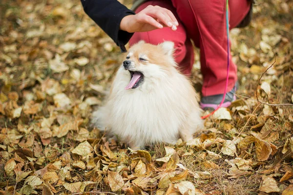 Mujer Acariciando Perro Raza Spitz Camine Por Parque Otoño Follaje — Foto de Stock