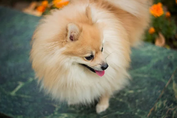 Perro Raza Spitz Camina Otoño Través Del Parque Follaje Amarillo — Foto de Stock