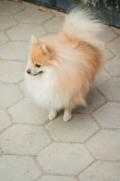 Hund Spitz Rasen Promenader Hösten Genom Parken Fallna Gula Lövverk — Stockfoto