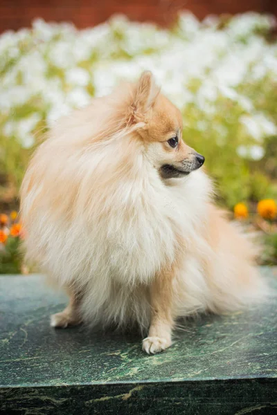 Perro Raza Spitz Camina Otoño Través Del Parque Follaje Amarillo — Foto de Stock