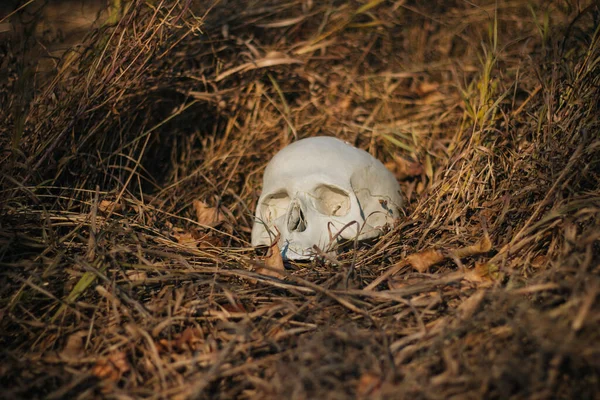 Lidská Lebka Poškozená Propíchnutá Leží Zemi Suché Podzimní Trávě Halloween — Stock fotografie