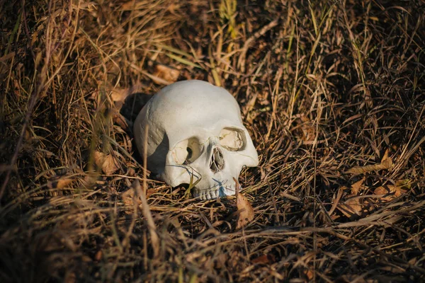 Ludzka Czaszka Uszkodzona Przekłuta Leży Ziemi Suchej Jesiennej Trawie Halloween — Zdjęcie stockowe