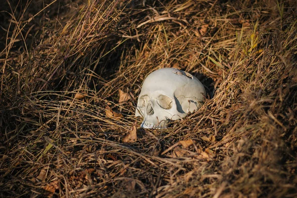 Cráneo Humano Dañado Perforado Yace Suelo Hierba Seca Otoño Halloween —  Fotos de Stock