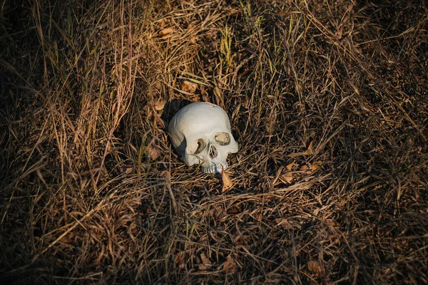 Crânio Humano Danificado Perfurado Encontra Chão Grama Seca Outono Halloween — Fotografia de Stock