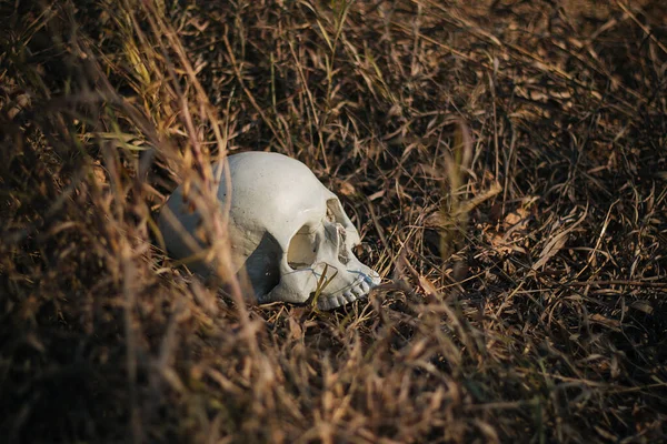 Ludzka Czaszka Uszkodzona Przekłuta Leży Ziemi Suchej Jesiennej Trawie Halloween — Zdjęcie stockowe