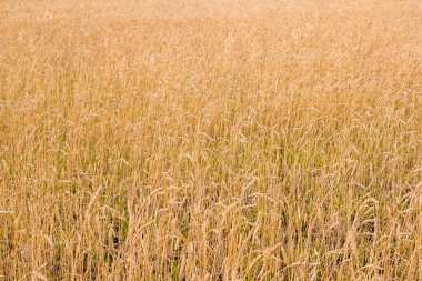 Sonbaharda sarı-altın buğday tarlası.