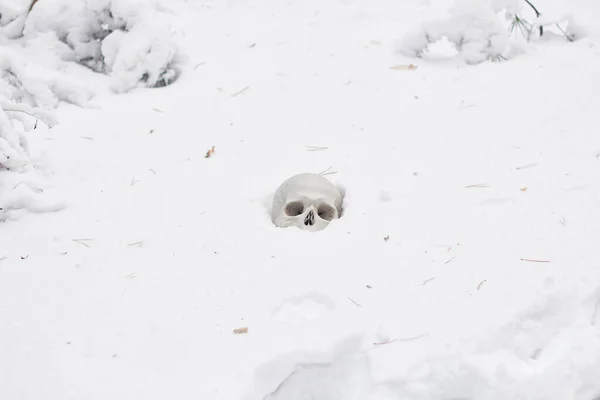 Ανθρώπινο Κρανίο Βρίσκεται Στο Χιόνι — Φωτογραφία Αρχείου