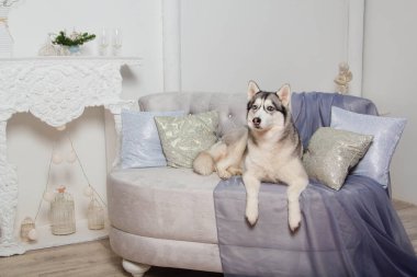 İri yapılı bir köpek Noel ağacının yanındaki kanepede yatıyor..