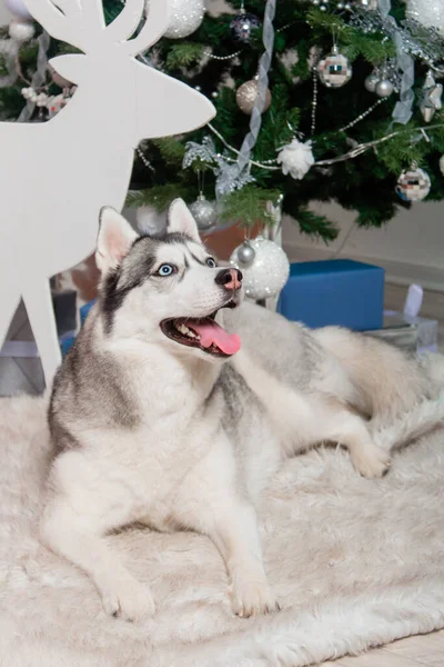 Husky Raza Perro Encuentra Una Alfombra Piel Bajo Árbol Navidad — Foto de Stock