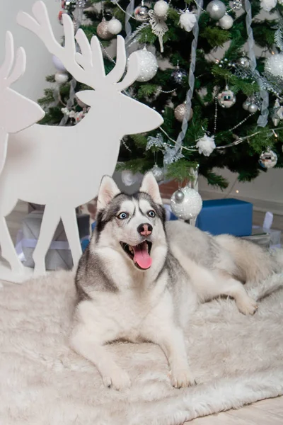 Husky Raza Perro Encuentra Una Alfombra Piel Bajo Árbol Navidad — Foto de Stock