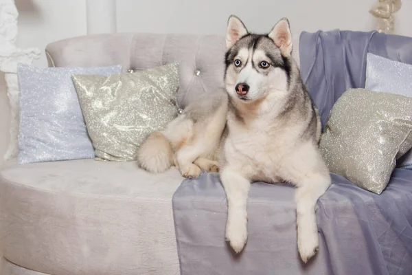 Perro Husky Yace Sofá Junto Árbol Navidad — Foto de Stock