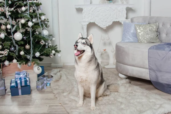 一只哈士奇狗坐在圣诞树 壁炉和沙发旁边的毛毯上 — 图库照片