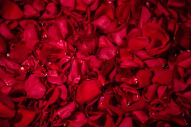 Background of red rose petals.