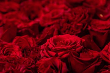 Kırmızı güller yakın plan, çiçek deseni.