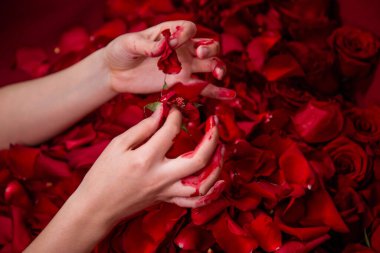 Yakın plan kanlı kadın elleri gül goncalarını koparır, koparır ve çiçek yaprakları fırlatır. Mutsuz aşk sanatı, büyücülük ritüeli..