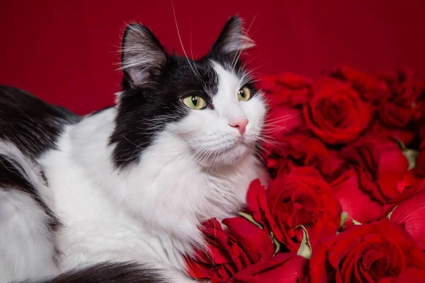 Πορτρέτο Μιας Αφράτης Ασπρόμαυρης Γάτας Ξαπλωμένης Κόκκινα Τριαντάφυλλα Και Πέταλα — Φωτογραφία Αρχείου