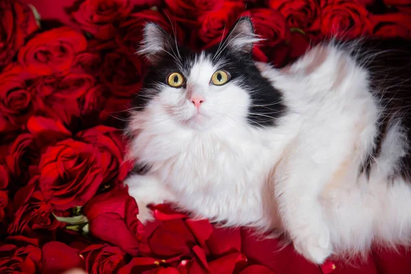 Πορτρέτο Μιας Αφράτης Ασπρόμαυρης Γάτας Ξαπλωμένης Κόκκινα Τριαντάφυλλα Και Πέταλα — Φωτογραφία Αρχείου
