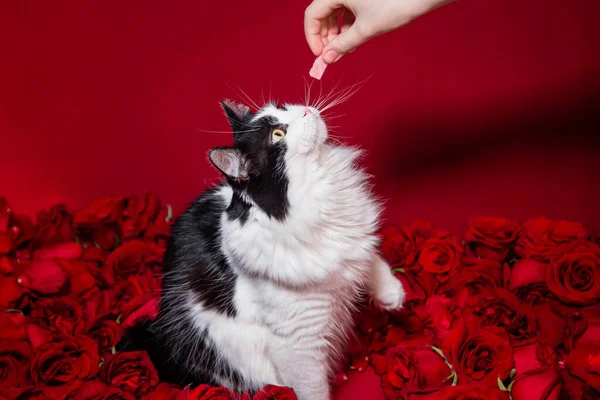 Ένα Χέρι Δίνει Μια Απόλαυση Μια Χνουδωτή Ασπρόμαυρη Γάτα Που — Φωτογραφία Αρχείου