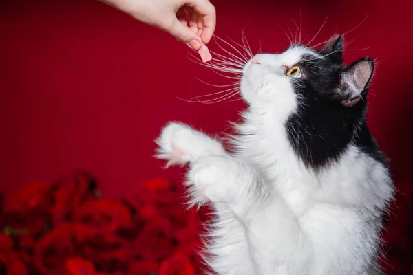 A hand gives a treat to a fluffy black and white cat sitting on red roses and petals.