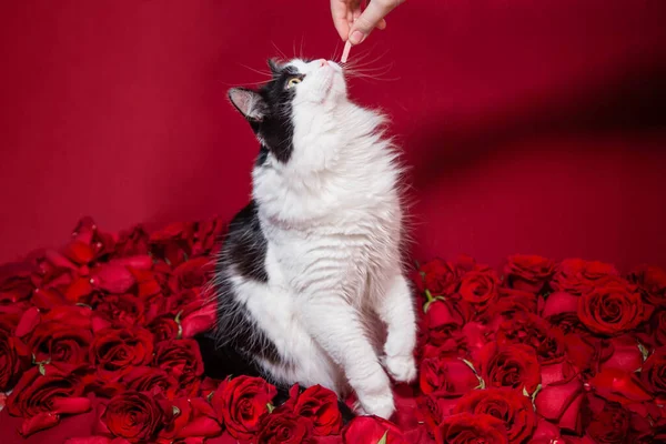 A hand gives a treat to a fluffy black and white cat sitting on red roses and petals.