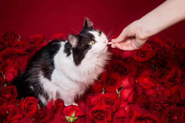 Una Mano Regala Piacere Soffice Gatto Bianco Nero Seduto Rose — Foto Stock