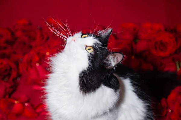 Φλάφι Μαύρο Και Άσπρο Γάτα Κάθεται Τριαντάφυλλα Ένα Κόκκινο Φόντο — Φωτογραφία Αρχείου