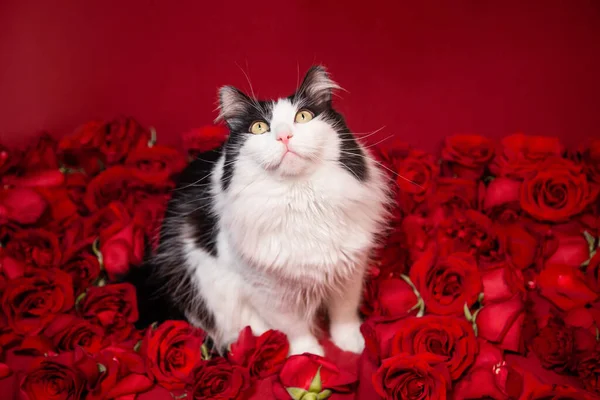 Φλάφι Μαύρο Και Άσπρο Γάτα Κάθεται Τριαντάφυλλα Ένα Κόκκινο Φόντο — Φωτογραφία Αρχείου