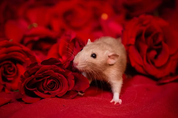 Ένας Γοητευτικός Λευκός Αρουραίος Κάθεται Δίπλα Κόκκινα Τριαντάφυλλα Κόκκινο Φόντο — Φωτογραφία Αρχείου