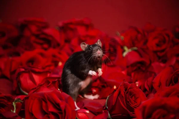 Ένας Γκρίζος Αρουραίος Κάθεται Δίπλα Κόκκινα Τριαντάφυλλα Κόκκινο Φόντο — Φωτογραφία Αρχείου