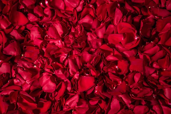 Tło Płatków Róż Czerwonych — Zdjęcie stockowe