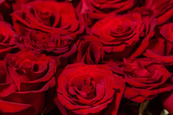 Rosas Rojas Cerca Textura Flores — Foto de Stock